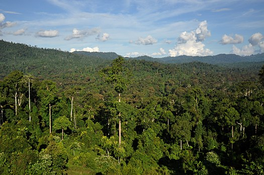 The initative aims to restore the  lost forest cover